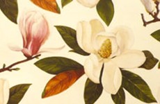 Tassotti Magnolia